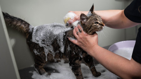 Woman shampooing a tabby gray cat in a grooming salon.の写真素材