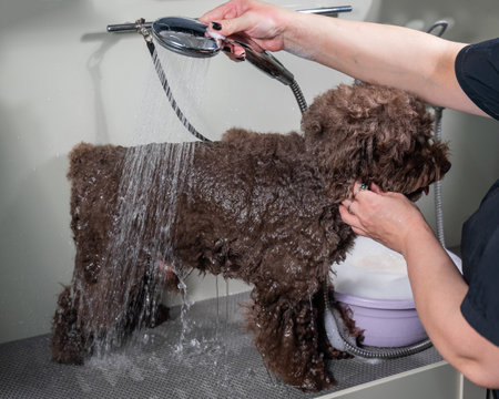 Woman washing brown mini poodle in grooming salon.の写真素材