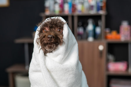 Cute brown mini poodle wrapped in a white towel after washing in a grooming salon.の写真素材