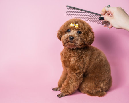 Woman combing a mini poodle on a pink background.の写真素材