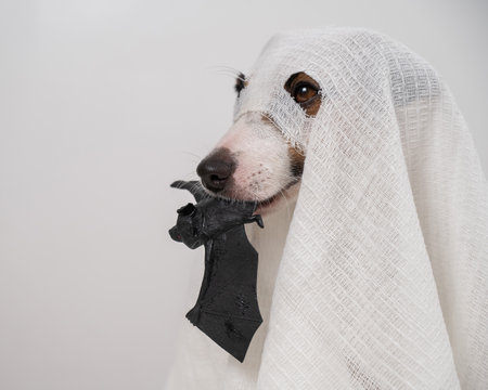 Jack Russell Terrier dog in a ghost costume holding a bat on a white background.の写真素材