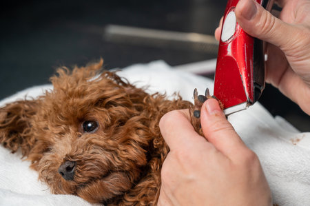 A woman cuts the hair on the paws of a brown mini toy poodle with a trimmer.の写真素材