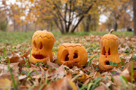 Three jack-o-lantern pumpkins on fallen leaves in a park. Halloween decorations.の写真素材