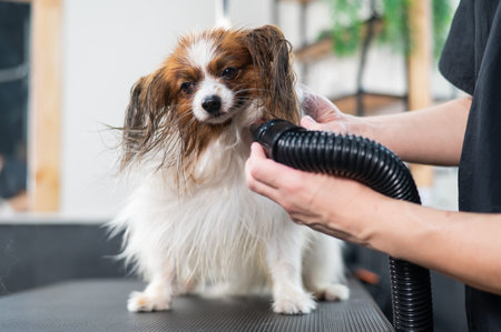 Caucasian woman dries the dog. Papillon Continental Spaniel in the grooming salon.の写真素材