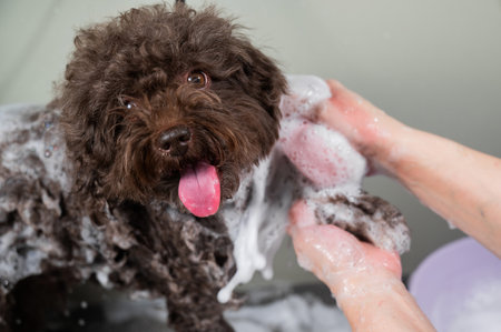 Woman shampooing brown mini poodle in grooming salon.の写真素材