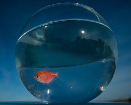 A goldfish swims in a round aquarium against a blue sky.の写真素材