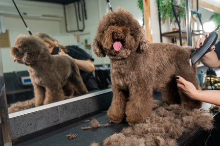 A woman trims a brown curly dog with an electric razor in a grooming salon. Poodle and lapdog mix.の写真素材