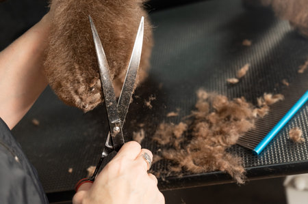 A woman cuts the hair on the paw of a brown curly dog with scissors. Poodle and lapdog mix.の写真素材