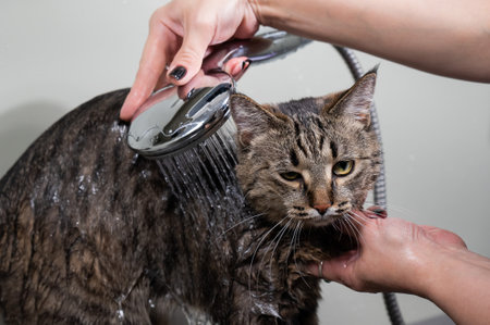 Woman washing a tabby gray cat in a grooming salon.の写真素材