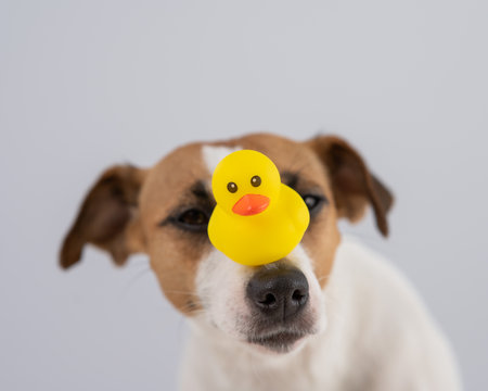 Jack Russell Terrier dog with a rubber duck on his nose.の写真素材