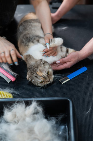 Women are combing a striped gray cat. Fast shedding service in the grooming salon.の写真素材