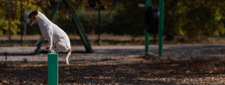 Jack Russell Terrier dog jumping over a wooden barrier in a dog playground.の写真素材