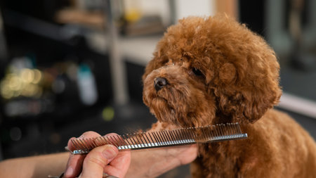 Woman trimming toy poodle with scissors in grooming salon.の写真素材
