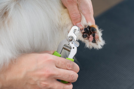 Groomer woman trimming the claws on the paws of a papillon dog.の写真素材