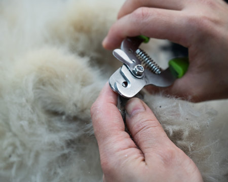 Woman groomer trims the claws on the paws of a spitz dog.の写真素材