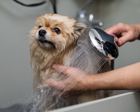 A woman showers a cute Pomeranian dog in a grooming salon.の写真素材