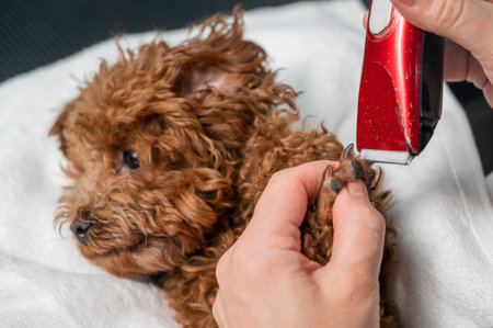 A woman cuts the hair on the paws of a brown mini toy poodle with a trimmer.の写真素材