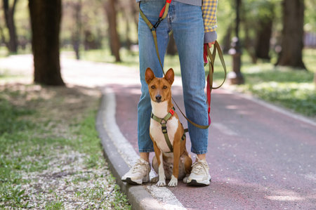 An African basenji dog sits at the feet of its owner in the park.の写真素材