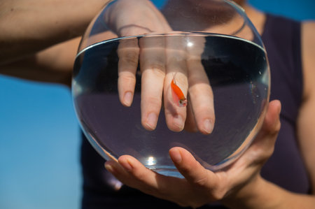 A woman catches a goldfish with her hand from a round aquarium.の写真素材