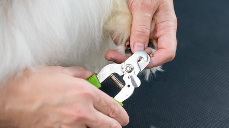 Groomer woman trimming the claws on the paws of a papillon dog.の写真素材