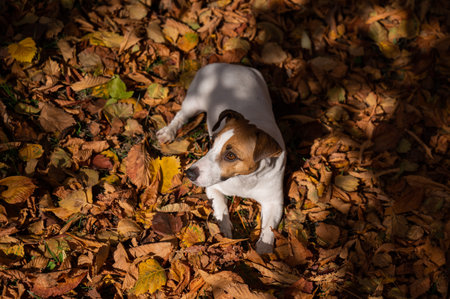Dog jack russell terrier lies in the fallen leaves on a walk in the autumn park. View from above.の写真素材