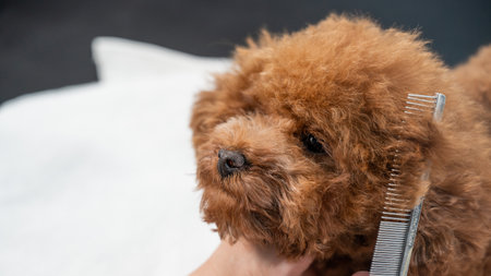 Woman combing a toy poodle during a haircut in a grooming salon.の写真素材