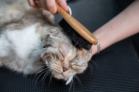 Grooming salon workers comb out a striped gray cat.の写真素材
