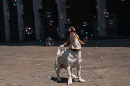Cute dog jack russell terrier catching soap bubbles outdoors.の写真素材