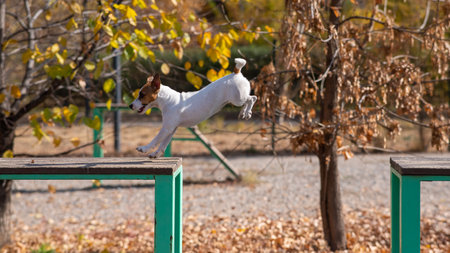 Jack Russell Terrier dog jumping from one wooden bench to another in the dog playground.の写真素材
