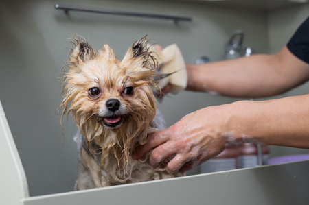 A woman showers a cute Pomeranian dog in a grooming salon.の写真素材