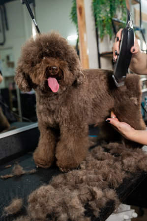A woman trims a brown curly dog with an electric razor in a grooming salon. Poodle and lapdog mix.の写真素材