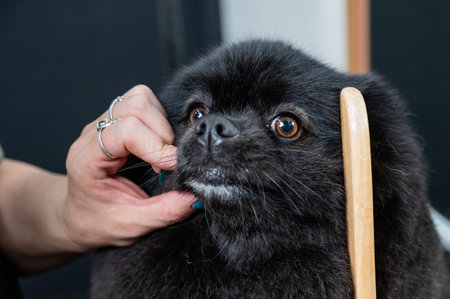 Groomer woman combing black spitz in grooming salon.