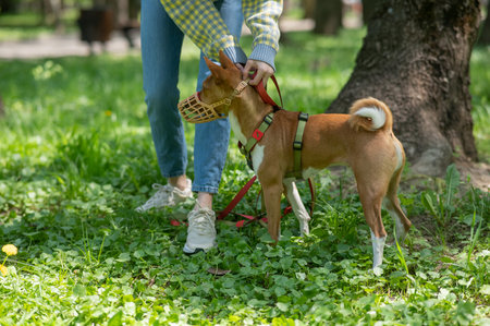 The owner puts a muzzle on the African dog breed Basenji for a walk.の写真素材