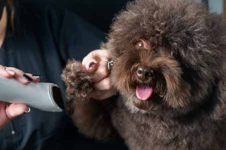 A woman cuts the hair on the paw of a brown curly dog with an electric razor in a grooming salon. Poodle and lapdog mix.の写真素材