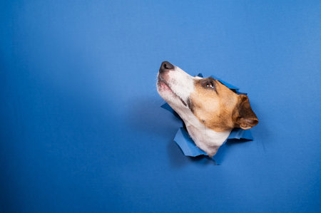 Funny dog jack russell terrier leans out of a hole in a paper blue background.の写真素材