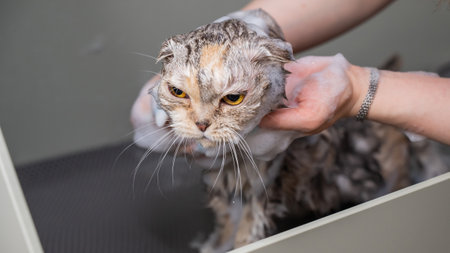 Woman shampooing a tabby gray cat in a grooming salon.の写真素材