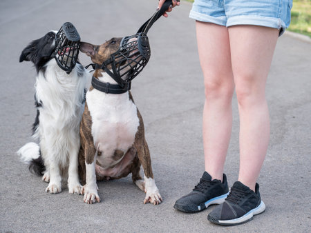 Woman walks 2 dogs. Close-up of female legs, border collie and bull terrier in muzzles and on leashes on a walk outdoors.の写真素材