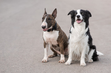Black and white border collie and brindle bull terrier sit on a walk.の写真素材