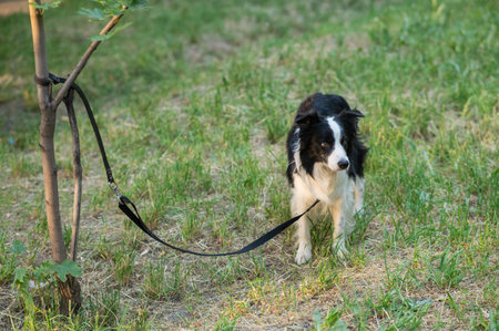 Black and white border collie tied by a leash to a tree.の写真素材