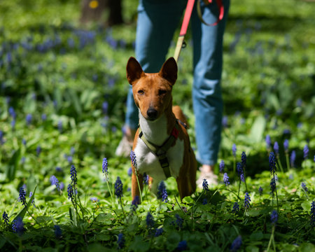 African basenji dog walks with the owner among the Muscari flowers.の写真素材