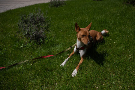Red-haired African basenji dog lies on a green lawn for a walk.の写真素材