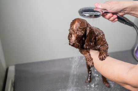 Woman washing brown mini toy poodle in grooming salon.の写真素材