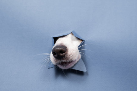 Jack Russell Terrier dog nose sticking out of torn paper blue background.の写真素材