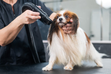 Caucasian woman dries the dog. Papillon Continental Spaniel in the grooming salon.の写真素材