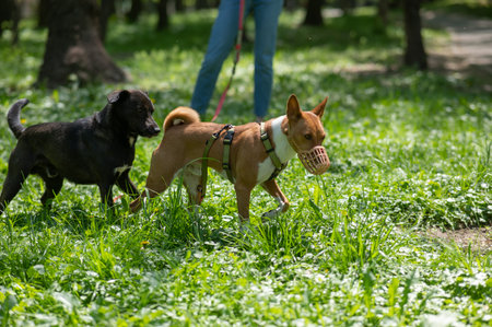 African Basenji dog in a muzzle plays with a stray dog on a walk.の写真素材