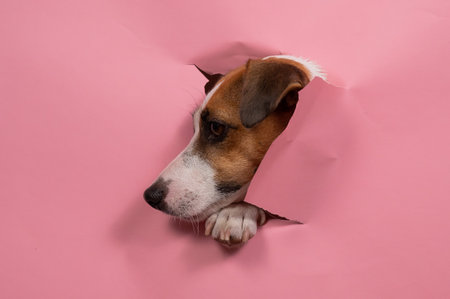 Funny dog jack russell terrier tore pink paper background.の写真素材