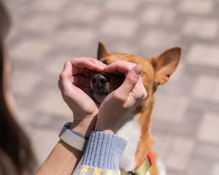 A woman makes a heart of her palms on her dogs face. A non-barking African Basenji dog.の写真素材