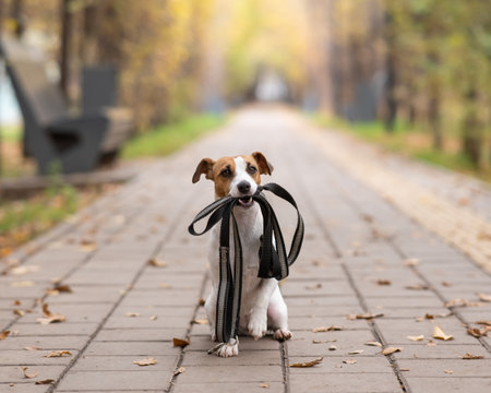 Jack Russell Terrier dog holding a leash for a walk in the autumn park.の写真素材