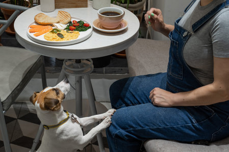 Jack Russell Terrier is waiting for the owner in the cafe. Pregnant woman having breakfast in dog...