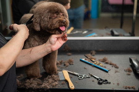 Woman trimming a small dog with scissors in a grooming salon.の写真素材